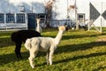 Selective focus view of cute cream alpaca with heavy mullet standing in front of other animals