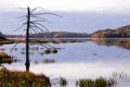 Selective focus view of dead tree in the Marshes of the North seen during a Fall golden hour morning