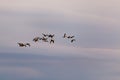 Selective focus view of flock of Canada geese in flight seen in silhouette against a pastel pink and grey sky