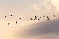 Selective focus view of flock of snow geese in flight seen in silhouette against a pastel pink sky with a band of clouds Royalty Free Stock Photo