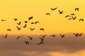 Selective focus view of flock of snow geese in flight seen in silhouette against a yellow sky with a band of clouds at sunrise Royalty Free Stock Photo