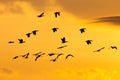 Selective focus view of flock of snow geese in flight seen in silhouette against a yellow sky at sunrise Royalty Free Stock Photo