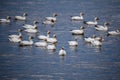 Selective focus view of flock of snow geese in the St. Lawrence River during a grey spring morning
