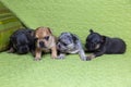 Four three-week old chocolate merle, blue tan and blue merle French Bulldogs puppies