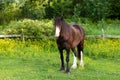 Selective focus view of handsome brown horse staring with friendly expression while chewing in field full of buttercups Royalty Free Stock Photo