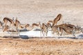 Selective focus view of herd of young springboks drinking at watering hole