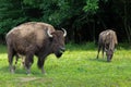 Selective focus view of huge American bison bull with leaf in its mouth walking on grass