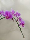 Selective focus view of a pink moon orchid flower (Doritaenopsis) blooming and beautiful with blurred background. Royalty Free Stock Photo