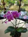 Selective focus view of a pink moon orchid flower (Doritaenopsis) blooming and beautiful with blurred background. Royalty Free Stock Photo