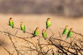 Selective focus view of rosy-faced lovebird lovebirds perched on branch in the morning Royalty Free Stock Photo