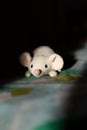 Selective focus view of small stuffed mouse toy lying on bed