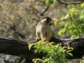 Selective focus view of a squirrel monkey sitting on a tree branch Royalty Free Stock Photo