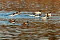 Selective focus view of two couples of ring-necked ducksÂ (Aythya collaris)Â swimming Royalty Free Stock Photo