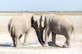 Selective focus view of two young bull elephants bonding head against head Royalty Free Stock Photo