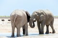 Selective focus view of two young bull elephants drinking at a waterhole Royalty Free Stock Photo