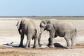 Selective focus view of two young bull elephants sharing a waterhole with a tiny bird Royalty Free Stock Photo