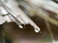 Macro photography of water drops falling from roof hut Royalty Free Stock Photo