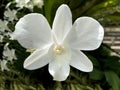 Selective focus view of a white Cymbidium Orchids (boat orchid) flower Royalty Free Stock Photo