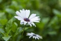 Selective focus view on the white Marguerite flower. Royalty Free Stock Photo