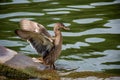 Selective focus of a wading mallard duck on the side of a pond