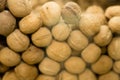 Selective focus. Walnuts behind glass in a container. A lot of ripe walnuts