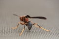 Selective Focus of Wasp Stinger on Screen Royalty Free Stock Photo