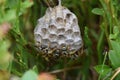 Selective focus of wasps on their nest in the wild