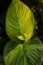 Selective focus on water drop on huge tropical green Canna Pretoria leaves. Striped leaves of tropical flower close-up