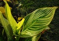 Selective focus on water drop on huge tropical green Canna Pretoria leaves. Striped leaves of tropical flower close-up