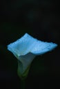 Profile Portrait of White calla lily with watr drops. Royalty Free Stock Photo