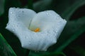 White calla lily with watr drops. Royalty Free Stock Photo