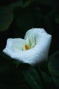 White calla lily with watr drops. Royalty Free Stock Photo