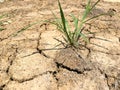 Selective focus on weed grows on weathered texture and background of arid cracked ground. Broken dried mud from arid problem. Royalty Free Stock Photo