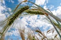 Selective Focus On Wheat Ear.Close up of ripe wheat ears against beautiful sky with clouds.spikelet of wheat on a field Royalty Free Stock Photo