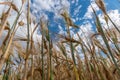 Selective Focus On Wheat Ear.Close up of ripe wheat ears against beautiful sky with clouds.spikelet of wheat on a field Royalty Free Stock Photo