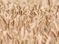 Selective focus on wheat, wheat field, golden grain of wheat Royalty Free Stock Photo