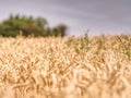 Selective focus on wheat, wheat field, golden grain of wheat Royalty Free Stock Photo