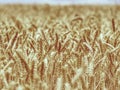 Selective focus on wheat, wheat field, golden grain of wheat Royalty Free Stock Photo