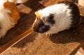 Selective focus on white, black, orange brown guinea pig drying wet fur under sunlight. Royalty Free Stock Photo