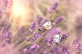 Selective focus on white butterfly on lavender flower Royalty Free Stock Photo