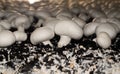 A Selective focus of White button mushroom Agaricus bisporus on the harvesting farmland, image in close up.