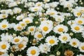 Selective focus of white camomiles on green field. top view