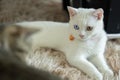 Selective focus at white cat. Two little kitten playing together on soft carpet at home and look each other Royalty Free Stock Photo