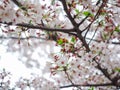 Selective focus white cherry blossom (Sakura) is blooming in spring on nature background Royalty Free Stock Photo