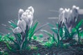 Selective focus of White Crocus flowers with gray background Royalty Free Stock Photo