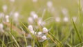 Selective focus of White Daisy Meadow Flowers Green Background Royalty Free Stock Photo