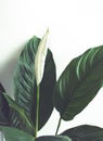 Selective focus of white flower peace lily with leaf.nature