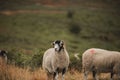 Selective focus of the white, furry herdwicks (Ovis aries) grazing in the field in the daytime