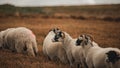 Selective focus of the white, furry herdwicks (Ovis aries) grazing in the field in the daytime