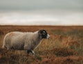 Selective focus of the white, furry herdwicks (Ovis aries) walking through the field in the daytime